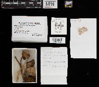 Leccinum holopus image