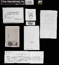 Panaeolina foenisecii image