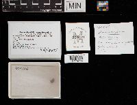 Pseudohydnum gelatinosum image