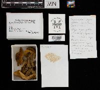 Hemileccinum subglabripes image