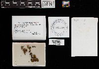 Pseudohydnum gelatinosum image