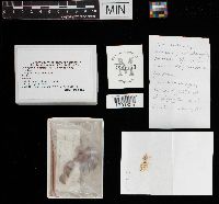 Chalciporus piperatus image