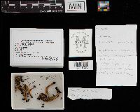 Leotia viscosa image