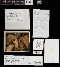 Lepista subconnexa image