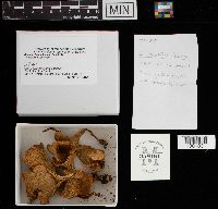 Cantharellus cibarius image