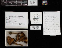 Chalciporus piperatus image