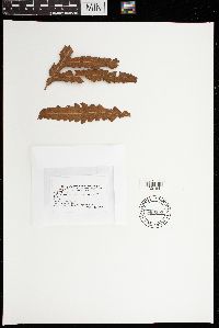 Uredinopsis americana image