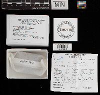 Scutellinia scutellata image