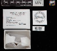 Thumbnail image of current specimen