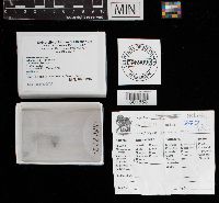 Helvella lacunosa image