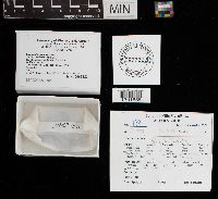 Stemonitis splendens image