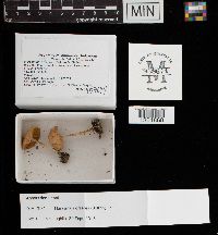 Marasmius oreades image