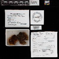 Gloeophyllum sepiarium image