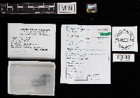 Peniophora rufa image