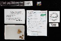 Panellus stipticus image