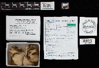 Stereum ostrea image