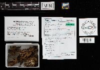 Plicaturopsis crispa image