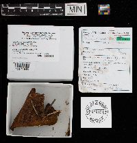 Phaeolus schweinitzii image