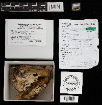 Perenniporia subacida image