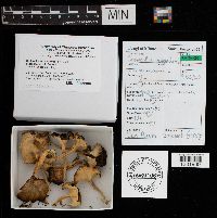 Craterellus tubaeformis image