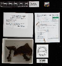 Suillus viscidus image