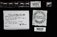 Clitocybe subcanescens image