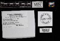 Xeromphalina kauffmanii image