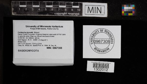 Cortinarius borealis image