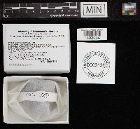 Phellinus gilvus image