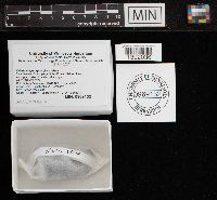 Xylaria polymorpha image