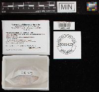 Neofavolus alveolaris image