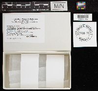 Aecidium fraxini image