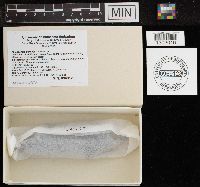 Apiosporina morbosa image