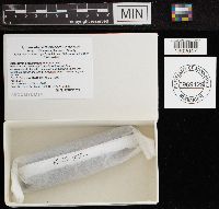 Sarcoscypha occidentalis image