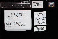 Ampulloclitocybe clavipes image