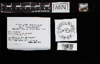 Laccaria bicolor image