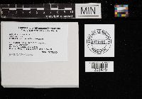 Russula crustosa image