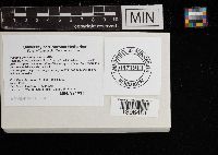 Russula densifolia image