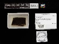 Tympanis alnea image