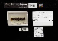 Comatricha nigra image