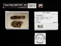 Lycogala epidendrum image