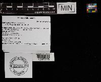 Phellinus gilvus image