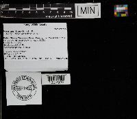 Thumbnail image of current specimen