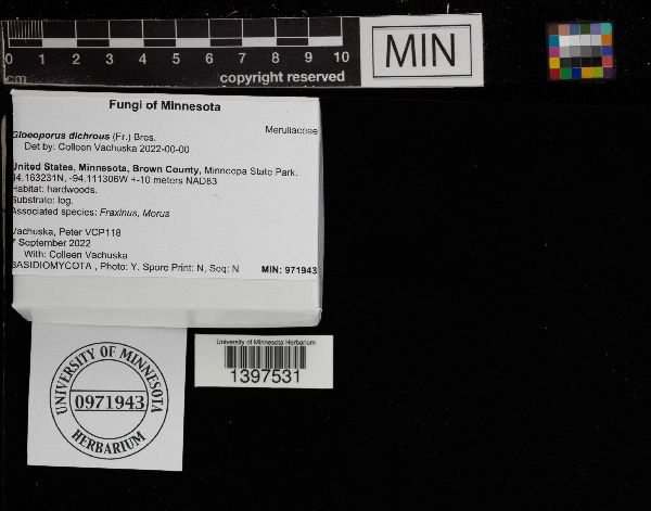 Gloeoporus dichrous image