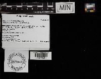 Media resource of Polyporus dichrous