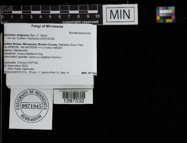 Bondarzewiaceae image