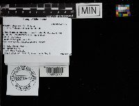 Media resource of Gloiodon strigosus