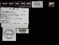 Ductifera pululahuana image