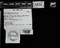 Mycena corticola image