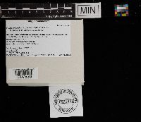 Tremellodendron schweinitzii image